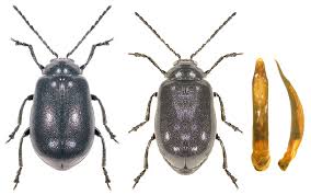 Attēlu rezultāti vaicājumam “Agelastica alni”