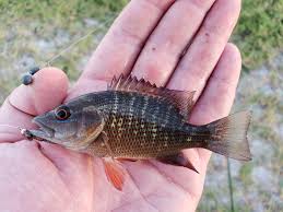 Image result for Lutjanus griseus