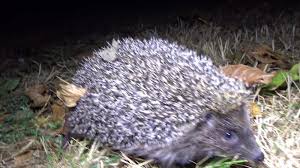 Attēlu rezultāti vaicājumam “Erinaceus sp.”