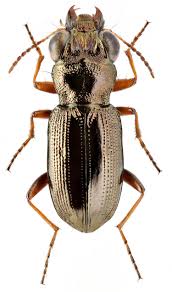 Attēlu rezultāti vaicājumam “Notiophilus palustris”