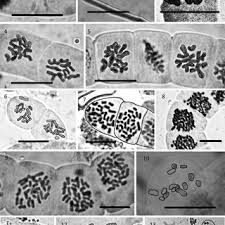 Attēlu rezultāti vaicājumam “Chara intermedia male”