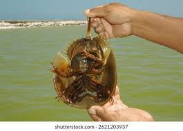 Image result for Limulus polyphemus