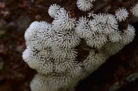 Attēlu rezultāti vaicājumam “Ceratiomyxa fruticulosa macro”