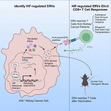 Image result for Cambridge N C I Cc