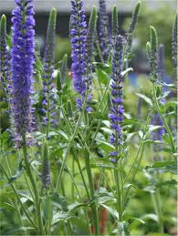 Attēlu rezultāti vaicājumam “Veronica longifolia”