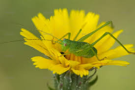 Attēlu rezultāti vaicājumam “Dicyphus nymph”