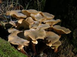 Attēlu rezultāti vaicājumam “Armillaria sp.”