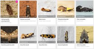 Attēlu rezultāti vaicājumam “Oecophoridae”