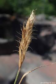 Attēlu rezultāti vaicājumam “Epirhoe tristata”