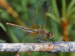 Attēlu rezultāti vaicājumam “Sympetrum flaveolum”