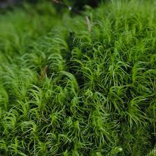 Attēlu rezultāti vaicājumam “Dicranum majus”