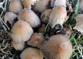 Attēlu rezultāti vaicājumam “Coprinus micaceus”