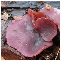 Attēlu rezultāti vaicājumam “Ascocoryne cylichnium”