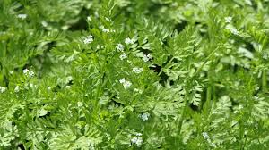 Attēlu rezultāti vaicājumam “Chaerophyllum aromaticum fruit”