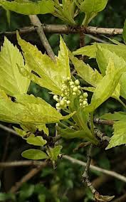 Attēlu rezultāti vaicājumam “Acer tataricum bud”