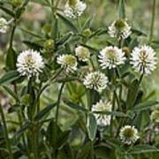 Attēlu rezultāti vaicājumam “Trifolium montanum flower”