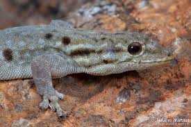 Attēlu rezultāti vaicājumam “Lycogala persicum sessile”