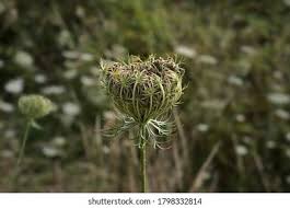 Attēlu rezultāti vaicājumam “Daucus carota subsp. carota fruit”