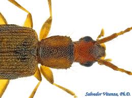 Attēlu rezultāti vaicājumam “Silvanidae”