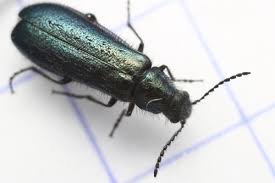 Attēlu rezultāti vaicājumam “Dasytes caeruleus imago”