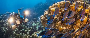 Image result for St. Albans Snorkelling Club (SASC)