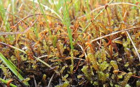 Attēlu rezultāti vaicājumam “Scorpidium cossonii”