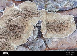 Attēlu rezultāti vaicājumam “Skeletocutis”