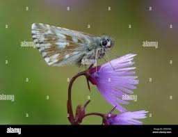 Attēlu rezultāti vaicājumam “Pyrgus serratulae upperside”