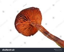 Attēlu rezultāti vaicājumam “Cortinarius sanguineus”