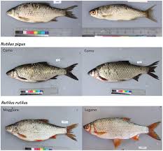 Image result for Rutilus rutilus