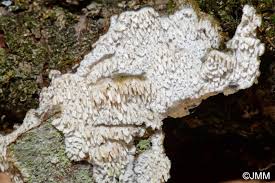 Attēlu rezultāti vaicājumam “Hyphodontia barba-jovis”