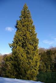 Attēlu rezultāti vaicājumam “Thuja plicata”