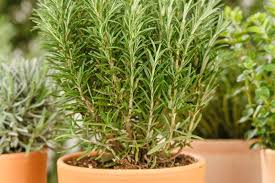 Image result for Rosmarin