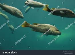 Image result for Lutjanus griseus