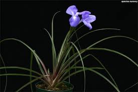 Image result for tillandsia umbellata