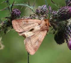 Attēlu rezultāti vaicājumam “Cribraria rubiginosa macro”