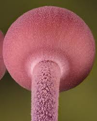 Attēlu rezultāti vaicājumam “Mycena haematopus”