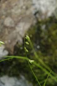 Attēlu rezultāti vaicājumam “Melica nutans flower”