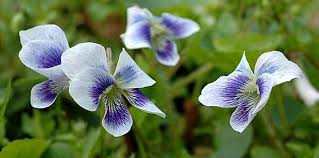 Attēlu rezultāti vaicājumam “Viola x williamsii flower”