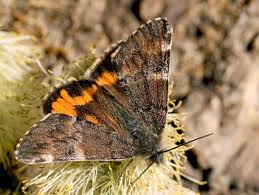 Attēlu rezultāti vaicājumam “Archiearis parthenias”