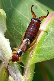 Attēlu rezultāti vaicājumam “Forficula auricularia male”