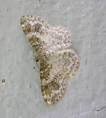 Attēlu rezultāti vaicājumam “Hydrelia sylvata”