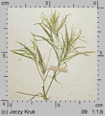 Attēlu rezultāti vaicājumam “Najas flexilis”