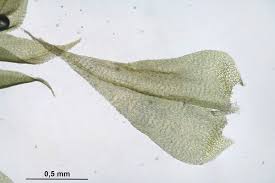 Attēlu rezultāti vaicājumam “Sciuro-hypnum curtum sporophyte”