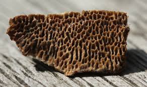 Attēlu rezultāti vaicājumam “Gloeophyllum trabeum”