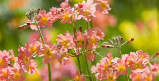 Attēlu rezultāti vaicājumam “Primula”