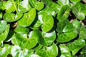 Attēlu rezultāti vaicājumam “Asarum europaeum leaf”