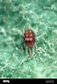 Attēlu rezultāti vaicājumam “Panonychus”