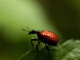 Attēlu rezultāti vaicājumam “Apoderus coryli”