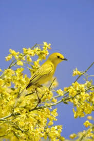 Image result for Dendroica petechia